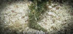 Lined Elysia by Michelle Davis 